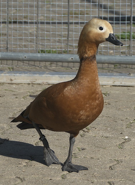 盼中